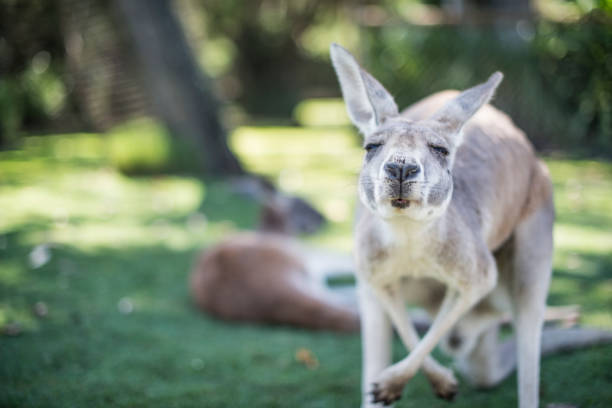Kangaroo in the wild stock photo