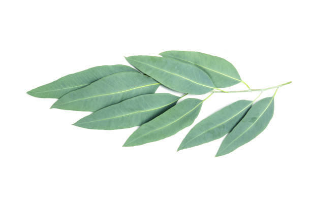 istock close up Eucalyptus leaves with flower on white background 659115048