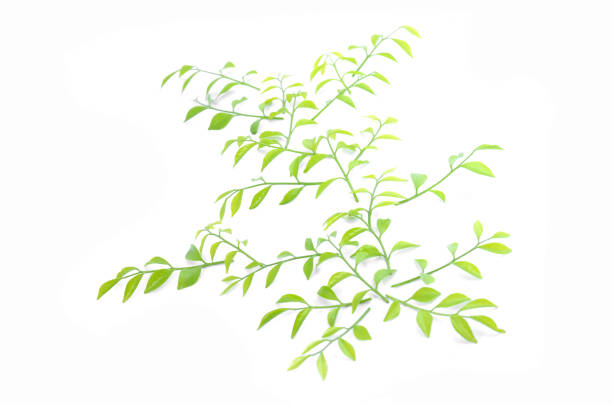istock The leaves are lined together beautifully. 659119664