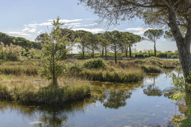 istock pond in an agricultural scene 659119706