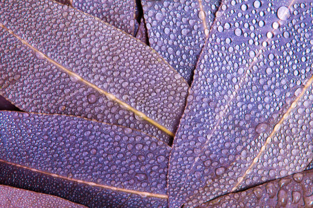 istock Nature purple  Eucalyptus leaves with water rain drop 659122416