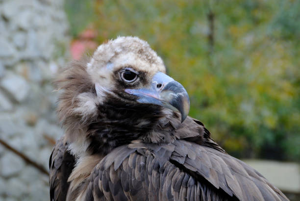 istock European Black Vulture - Aegypius monachus - wild bird. 659123118