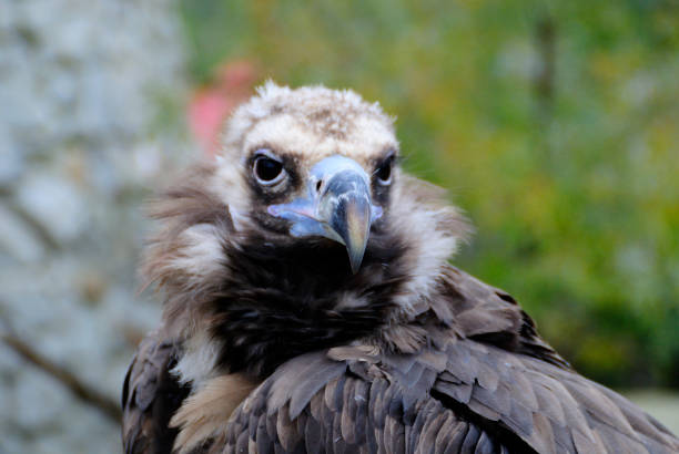 istock European Black Vulture - Aegypius monachus - wild bird. 659123146