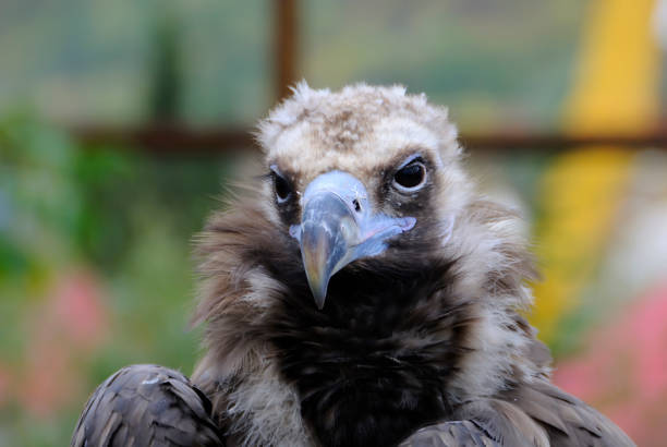 istock European Black Vulture - Aegypius monachus - wild bird. 659123200