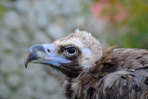 istock European Black Vulture - Aegypius monachus - wild bird. 659123214