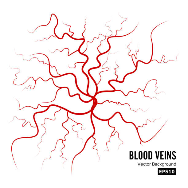 ilustraciones, imágenes clip art, dibujos animados e iconos de stock de vector de venas de sangre humanas. arterias sanguíneas aisladas en blanco. venas de sangre. imagen de la salud vena roja ilustración - human blood vessel healthcare and medicine illustration and painting color image