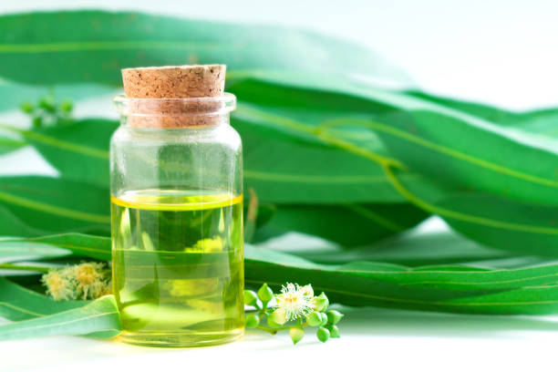 istock Eucalyptus essential oils in glass bottle ,oganic herbal aromatherapy concept 659131402