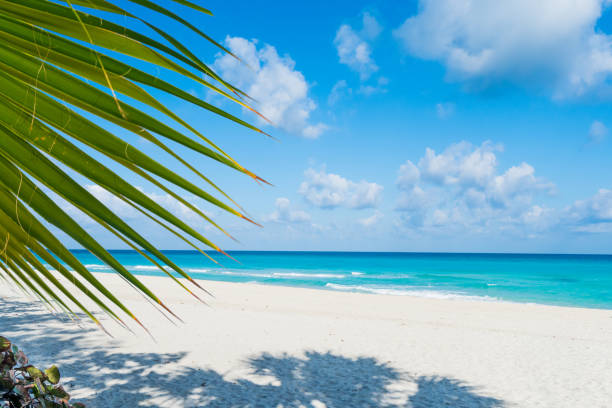 istock Beautiful Beach, Varadero, Cuba 659139992