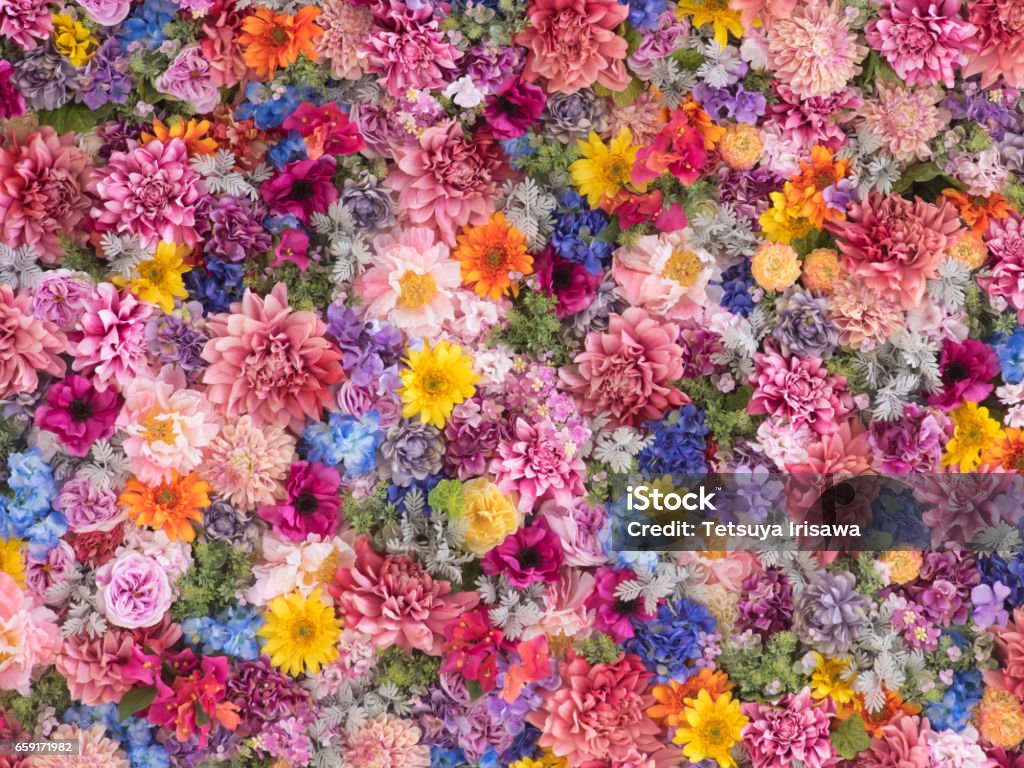 Multi-colored flower wall background Wall made of multi-colored, colorful flowers. Flower Stock Photo