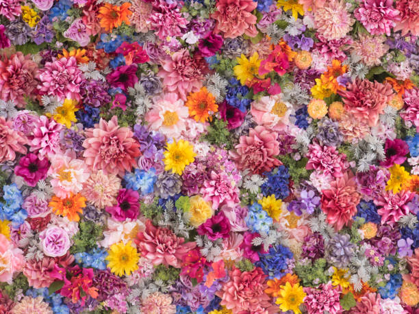 multi-colored flower wall background - cut flowers fotos imagens e fotografias de stock