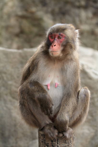 macaco japonês selvagem em beppu, oita, japão - livestrong - fotografias e filmes do acervo