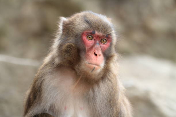 wild Japanese monkey in Beppu, Oita, Japan wild Japanese monkey in Beppu, Oita, Japan lance armstrong foundation stock pictures, royalty-free photos & images