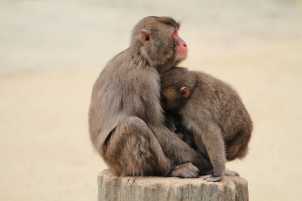 macacos selvagens japoneses, abraçando uns aos outros em beppu, oita, japão - livestrong - fotografias e filmes do acervo