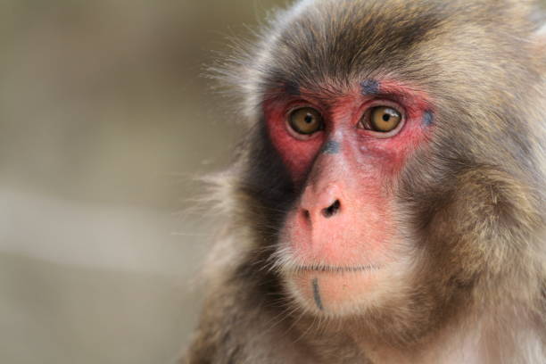dzika japońska małpa w beppu, oita, japonia - livestrong zdjęcia i obrazy z banku zdjęć