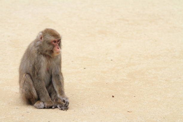 dzika japońska małpa w beppu, oita, japonia - livestrong zdjęcia i obrazy z banku zdjęć