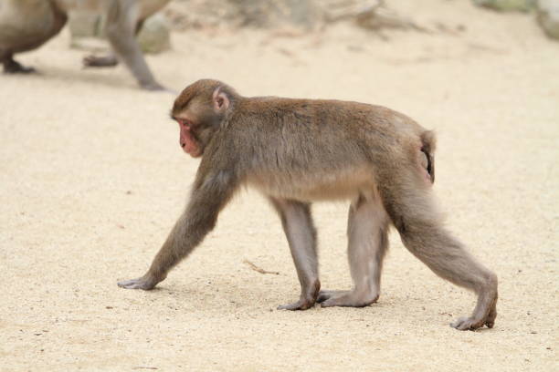 wild Japanese monkey in Beppu, Oita, Japan wild Japanese monkey in Beppu, Oita, Japan lance armstrong foundation stock pictures, royalty-free photos & images