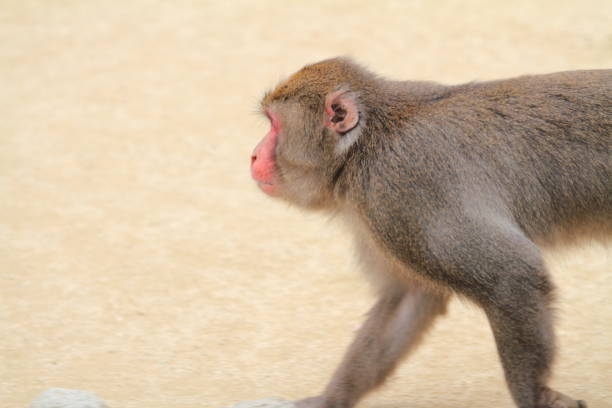 sauvage singe japonais à beppu, oita, japon - livestrong photos et images de collection