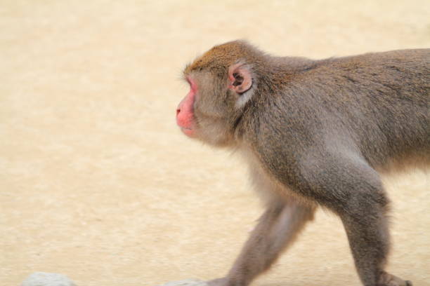 wild Japanese monkey in Beppu, Oita, Japan wild Japanese monkey in Beppu, Oita, Japan lance armstrong foundation stock pictures, royalty-free photos & images