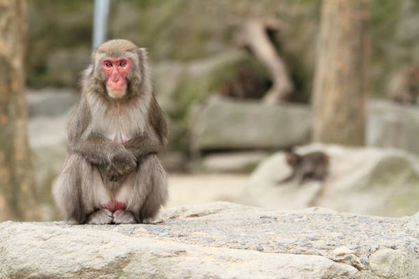 macaco japonês selvagem em beppu, oita, japão - livestrong - fotografias e filmes do acervo