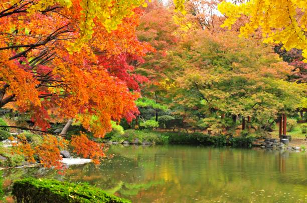 istock Japanese Autumn Foliage 659183982