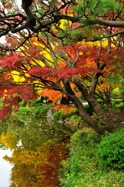 istock Japanese Autumn Foliage 659191874