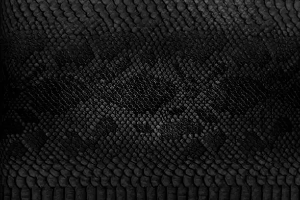 Photo of Snake skin background.