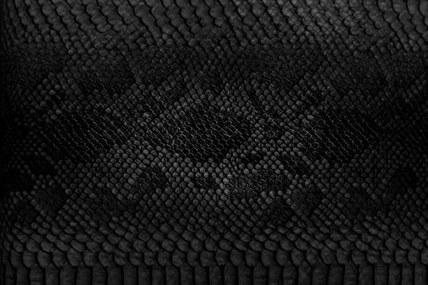 fundo de pele de cobra. - animal skin fotos - fotografias e filmes do acervo