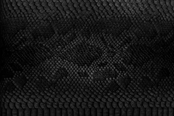 Snake skin background. Close up.