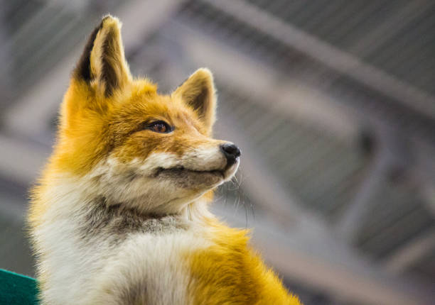 istock Red fox on the background of a roof 659214310