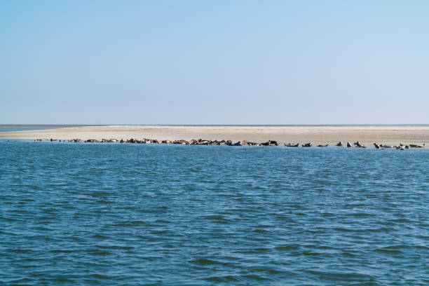 Group of common and grey seals resting on sand bank in Eierlandse Gat, Waddensea, Netherlands
