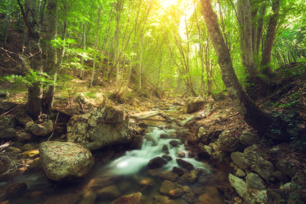 istock Fairy mountain forest at the river with colorful sun rays in spring morning. Fantastic landscape with trees, green leaves, stones and blurred water at sunrise. Magic woods with yellow sunlight. Nature 659224856