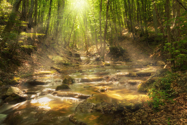 Fairy mountain forest at the river with colorful sun rays in spring morning. Fantastic landscape with trees, green leaves, stones and blurred water at sunrise. Magic woods with yellow sunlight. Nature
