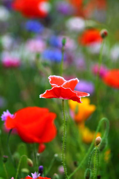 Red poppy meadow Blurry purple and light blue cornflowers with selected focus on red poppy in the middle. Meadow in germany. Shallow focus background. godspeed stock pictures, royalty-free photos & images