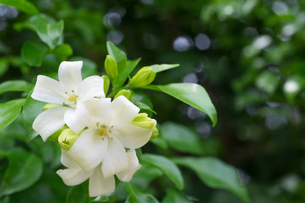 istock White flower Murraya paniculata or Orang Jessamin. 659233656