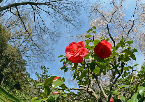 Wide angle view of camellias and cherries blossoming in a Japanese city park. Picture taken in April in Kyoto.