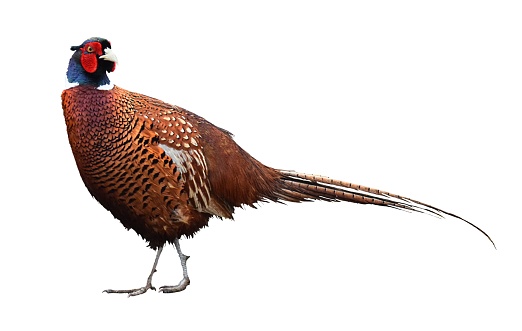 colorful male pheasant bird close up