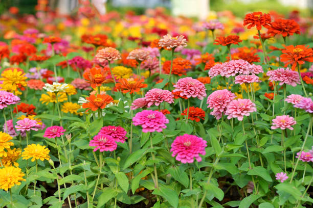 istock Sulfur Cosmos flowers 659251824