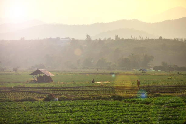 iew of a rural farm with small hut under the sunlight (flare effect)