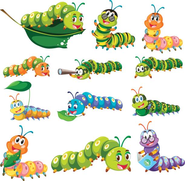 ilustrações, clipart, desenhos animados e ícones de personagens de lagarta de cor diferente - caterpillar white isolated white background