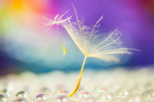 Macro capture of dandelion seed hanging on a milkweed feather with a colourful backgrounds and supported by water drops.
