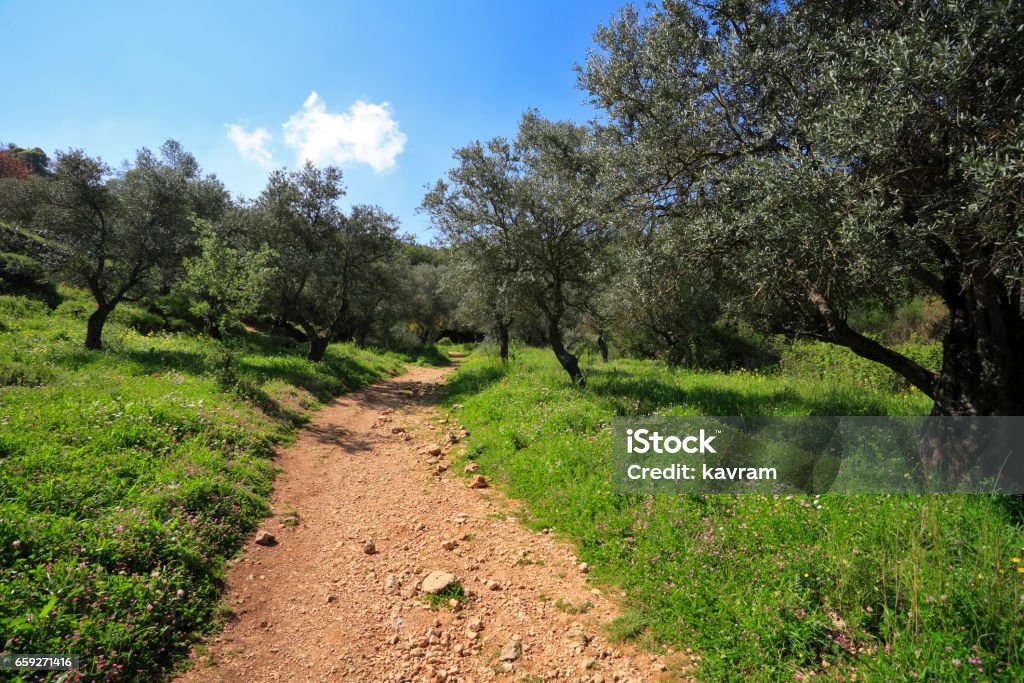 Footpath among the blossoming spring nature. Footpath among the blossoming spring nature. The north of Israel, mountain Meron Agricultural Field Stock Photo