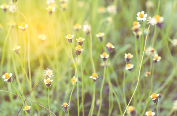 istock Field of Flower Grass 659271708