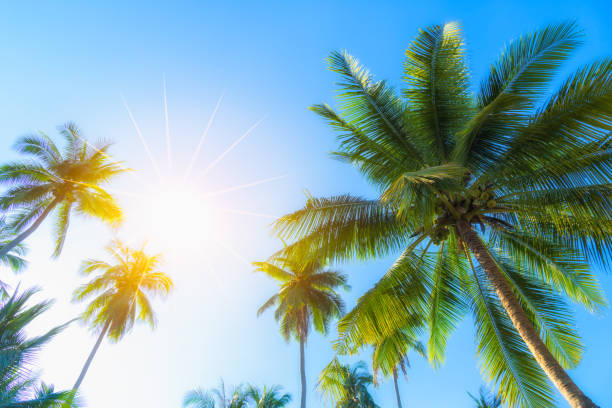 istock Coconut palm trees on beach with sunshine in summer. 659275216