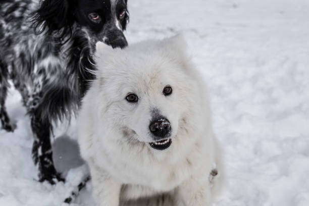 istock Samoyed and English Setter playing in snow 659275264