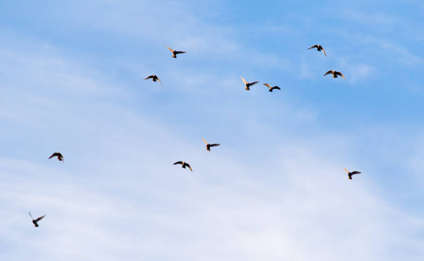 istock a flock of pigeons in the sky 659282236