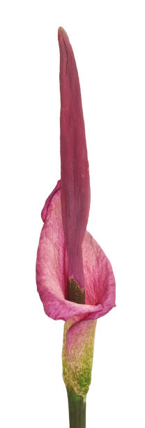 istock Blooming Amorphophallus on a white background 659292660