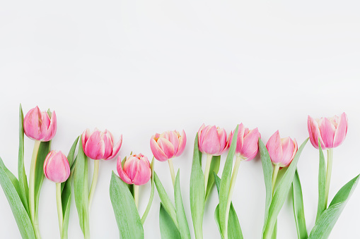 Pink Tulip Flowers For Spring Background Top View In Flat Lay Style Womans  Or Mothers Day Greeting Card Stock Photo - Download Image Now - iStock