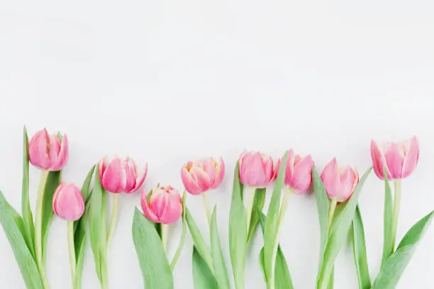 Photo of Pink tulip flowers for spring background top view in flat lay style. Womans or Mothers Day greeting card.