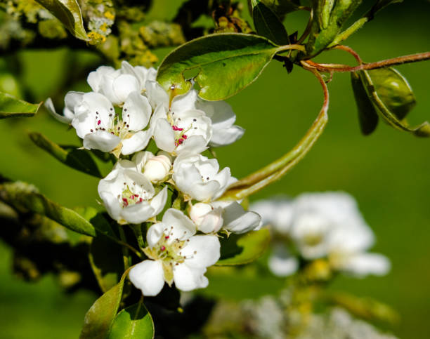Beautiful springtime blossom seen on a variety of trees as seen in a commercial orchard in the UK. Beautiful springtime blossom seen on a variety of trees as seen in a commercial orchard in the UK. Fruits of cherry, apple and cider are visible with the intention of making commercially available cider and other fruit juices. kew gardens spring stock pictures, royalty-free photos & images