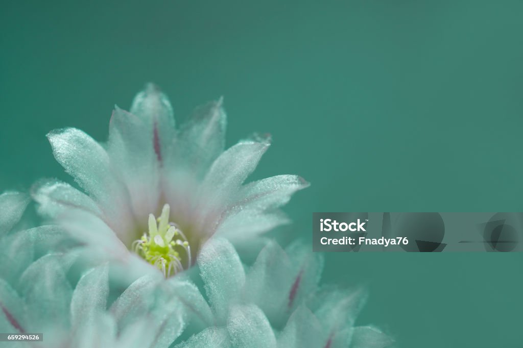 flower white on turquoise background. The petals shine in the sun. Close-up.   flower composition. Nature. Adult Stock Photo